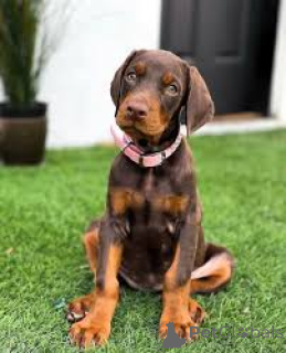 Foto №3. Preciosos cachorros Doberman Pinscher en venta. Spanien