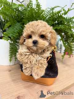 Foto №2 zu Ankündigung № 158857 zu verkaufen maltipu - einkaufen Deutschland züchter