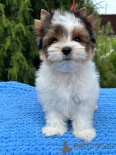 Foto №1. biewer terrier - zum Verkauf in der Stadt Orscha | verhandelt | Ankündigung № 146846