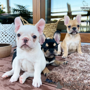 Foto №1. französische bulldogge - zum Verkauf in der Stadt Kvissingsbo | 1270€ | Ankündigung № 168378