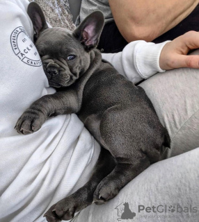 Foto №4. Ich werde verkaufen französische bulldogge in der Stadt Гамбург. quotient 	ankündigung, vom kindergarten, aus dem tierheim, züchter - preis - verhandelt