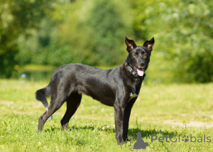 Foto №2 zu Ankündigung № 151420 zu verkaufen mischlingshund - einkaufen Russische Föderation aus dem tierheim