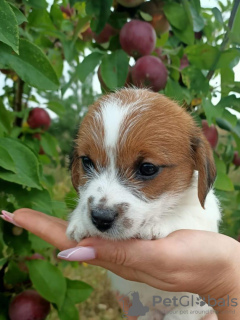 Foto №4. Ich werde verkaufen jack russell terrier in der Stadt Adler. vom kindergarten, züchter - preis - verhandelt