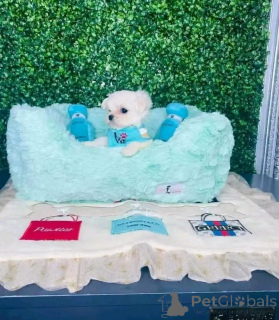 Foto №2 zu Ankündigung № 163079 zu verkaufen malteser - einkaufen Polen züchter