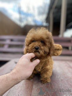Foto №2 zu Ankündigung № 165780 zu verkaufen maltipu - einkaufen Ukraine quotient 	ankündigung