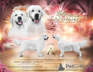 Foto №1. golden retriever - zum Verkauf in der Stadt Zaporizhia | verhandelt | Ankündigung № 74751