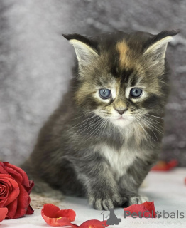Foto №2 zu Ankündigung № 163325 zu verkaufen maine-coon-katze - einkaufen Deutschland züchter