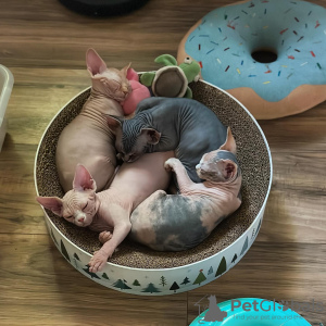 Foto №1. sphynx-katze - zum Verkauf in der Stadt Bern | verhandelt | Ankündigung № 122090