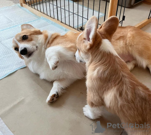 Foto №3. Pembroke Welsh Corgi štenci. Kroatien