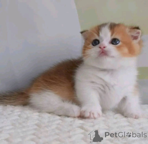 Foto №4. Ich werde verkaufen munchkin in der Stadt London. züchter - preis - verhandelt