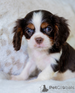 Foto №2 zu Ankündigung № 157218 zu verkaufen cavalier king charles spaniel - einkaufen Finnland quotient 	ankündigung
