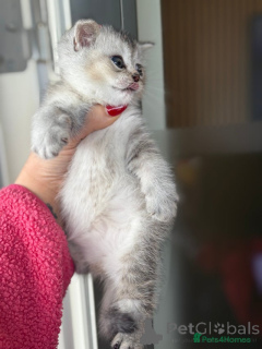 Foto №3. Beyutiful British Shorthair Kätzchen. Belgien