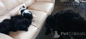 Foto №3. Neufundländer-Welpen zu verkaufen.....WhatsApp an mich unter 44 7453 907158. Niederlande