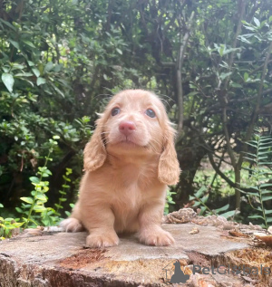 Foto №4. Ich werde verkaufen dackel in der Stadt Berlin. quotient 	ankündigung, züchter - preis - 500€