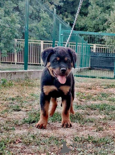 Foto №2 zu Ankündigung № 154079 zu verkaufen rottweiler - einkaufen Serbien 