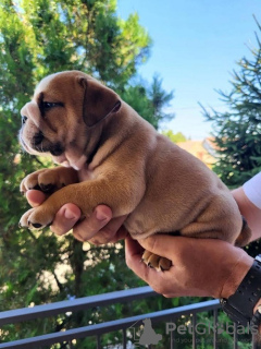 Foto №4. Ich werde verkaufen englische bulldogge in der Stadt Zrenjanin.  - preis - verhandelt