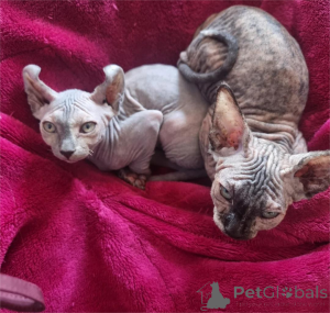 Foto №1. sphynx-katze - zum Verkauf in der Stadt Chemnitz | 350€ | Ankündigung № 153373