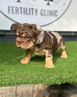 Foto №1. französische bulldogge - zum Verkauf in der Stadt Bietigheim-Bisten | 350€ | Ankündigung № 153466