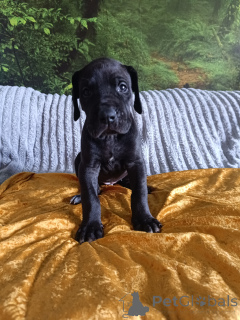 Foto №3. Tolle Daten. Polen