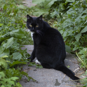Zusätzliche Fotos: Ollie ist eine ungewöhnliche Markisenkatze, die ein Zuhause sucht.