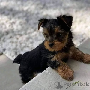 Foto №2 zu Ankündigung № 163039 zu verkaufen yorkshire terrier - einkaufen Montenegro quotient 	ankündigung, aus dem tierheim
