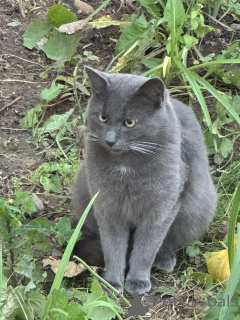 Foto №1. russisch blau - zum Verkauf in der Stadt Minsk | Frei | Ankündigung № 139262