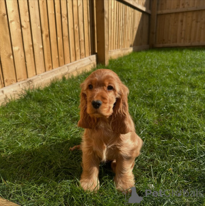Foto №2 zu Ankündigung № 162438 zu verkaufen english cocker spaniel - einkaufen Niederlande züchter