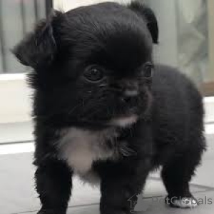 Foto №3. Chiots Chihuahuas zum Verkauf. Frankreich