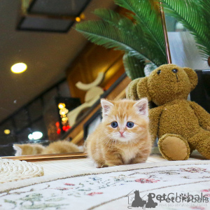 Foto №2 zu Ankündigung № 156162 zu verkaufen munchkin - einkaufen Niederlande 