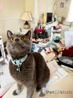 Foto №1. chartreux - zum Verkauf in der Stadt Alès | verhandelt | Ankündigung № 158743