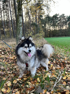 Zusätzliche Fotos: Pomsky von Pomeranian und Husky