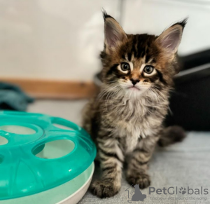 Foto №1. maine-coon-katze - zum Verkauf in der Stadt Einsiedeln | 400€ | Ankündigung № 116206