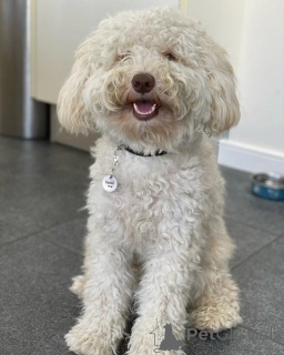 Foto №2 zu Ankündigung № 156418 zu verkaufen labradoodle - einkaufen Deutschland quotient 	ankündigung