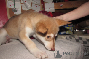 Foto №4. Ich werde verkaufen deutscher schäferhund in der Stadt Charleston. züchter - preis - 581€