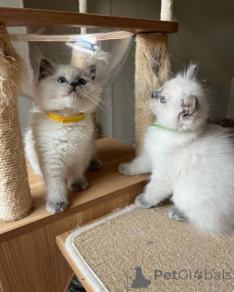 Foto №4. Ich werde verkaufen ragdoll-katze in der Stadt Florida. züchter - preis - 372€