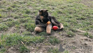 Foto №3. Gesunde, süße, entzückende Deutsche Schäferhundwelpen stehen jetzt zum Verkauf. Deutschland