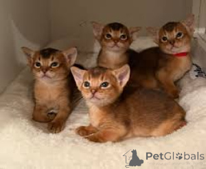 Foto №1. abessinierkatze - zum Verkauf in der Stadt Krakau | 500€ | Ankündigung № 172749