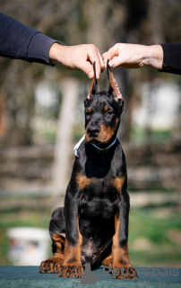 Zusätzliche Fotos: Doberman puppies