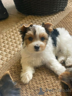 Foto №2 zu Ankündigung № 138877 zu verkaufen yorkshire terrier - einkaufen Deutschland züchter