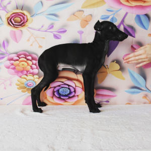 Foto №2 zu Ankündigung № 6069 zu verkaufen italienisches windspiel - einkaufen Russische Föderation züchter