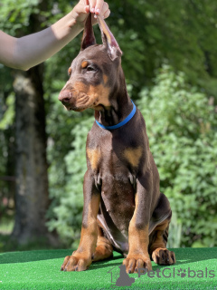 Foto №4. Ich werde verkaufen dobermann in der Stadt Minsk. vom kindergarten, züchter - preis - 804€