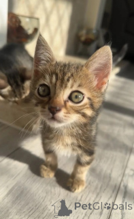 Foto №1. maine-coon-katze - zum Verkauf in der Stadt Karlsruhe | 350€ | Ankündigung № 173919