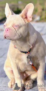 Foto №2 zu Ankündigung № 127925 zu verkaufen französische bulldogge - einkaufen Serbien quotient 	ankündigung
