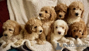 Foto №3. Atemberaubende kleine Miniatur-Goldendoodle-Welpen 1(559) 745-5646. USA