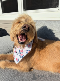 Foto №2 zu Ankündigung № 169363 zu verkaufen labradoodle - einkaufen Finnland quotient 	ankündigung