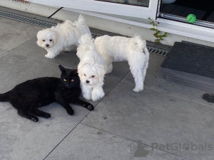 Foto №2 zu Ankündigung № 131399 zu verkaufen malteser - einkaufen Schweiz quotient 	ankündigung