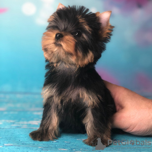 Foto №4. Ich werde verkaufen yorkshire terrier in der Stadt Гамбург. quotient 	ankündigung - preis - 246€