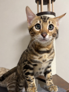 Foto №3. Begrüßen Sie Zara, elegant, neugierig und voller Liebe! Ein bisschen wild im. Großbritannien