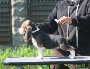 Foto №1. beagle - zum Verkauf in der Stadt Minsk | 562€ | Ankündigung № 2904