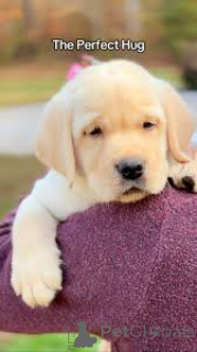 Foto №4. Ich werde verkaufen labrador retriever in der Stadt Paris. quotient 	ankündigung, züchter - preis - 700€